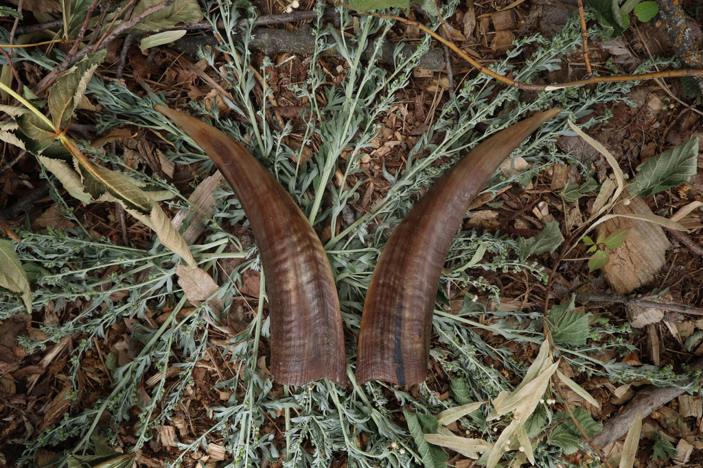 Goat Horns - Pair