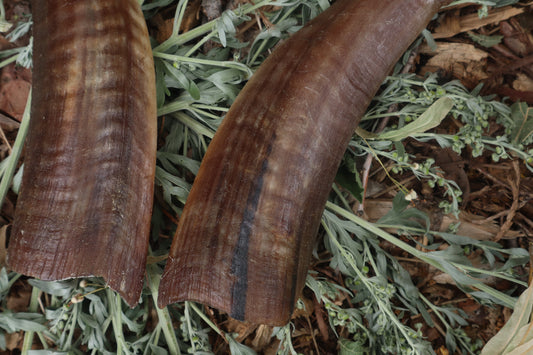 Goat Horns - Pair