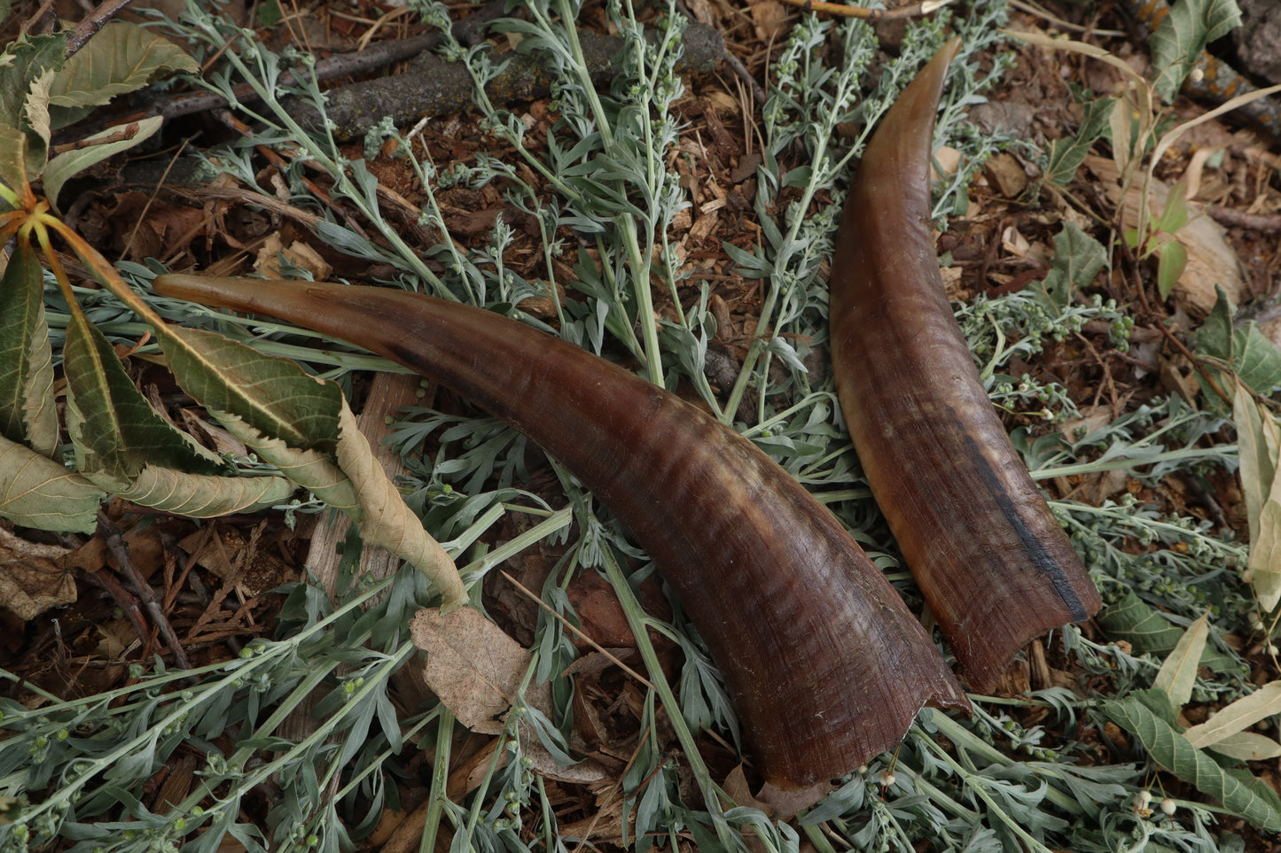 Goat Horns - Pair
