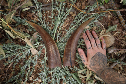 Goat Horns - Pair