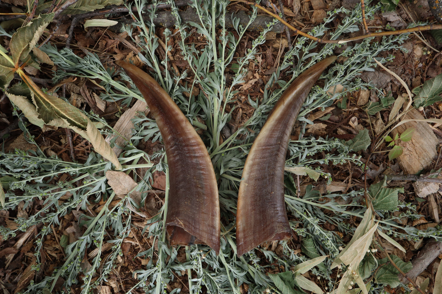 Goat Horns - Pair