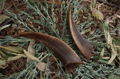 Goat Horns - Pair