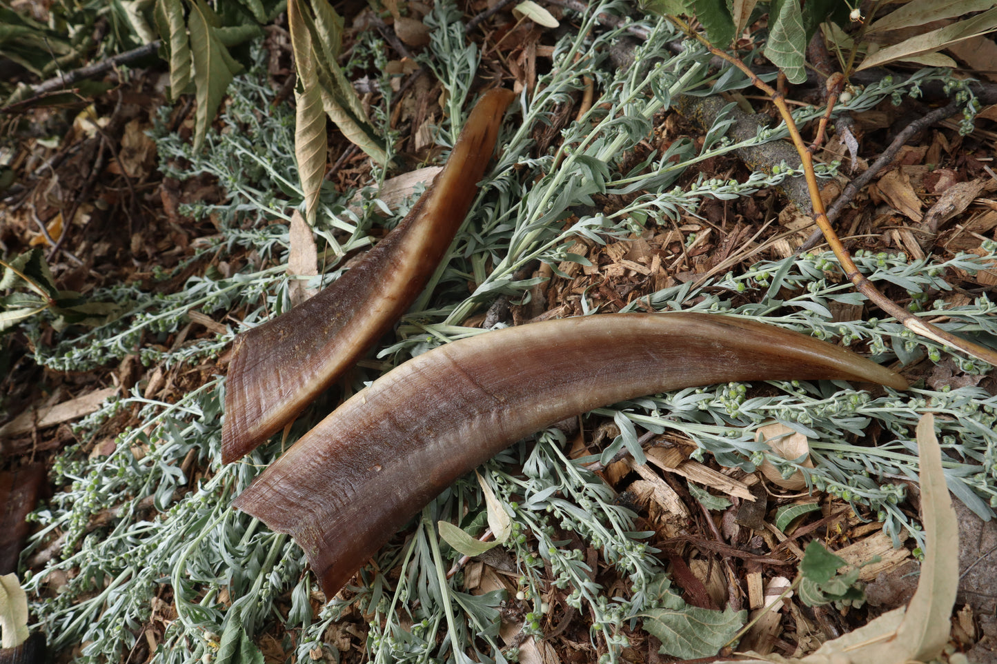 Goat Horns - Pair