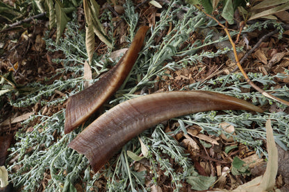 Goat Horns - Pair