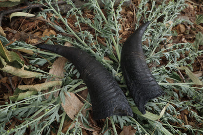 Goat Horns - Pair