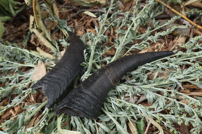 Goat Horns - Pair