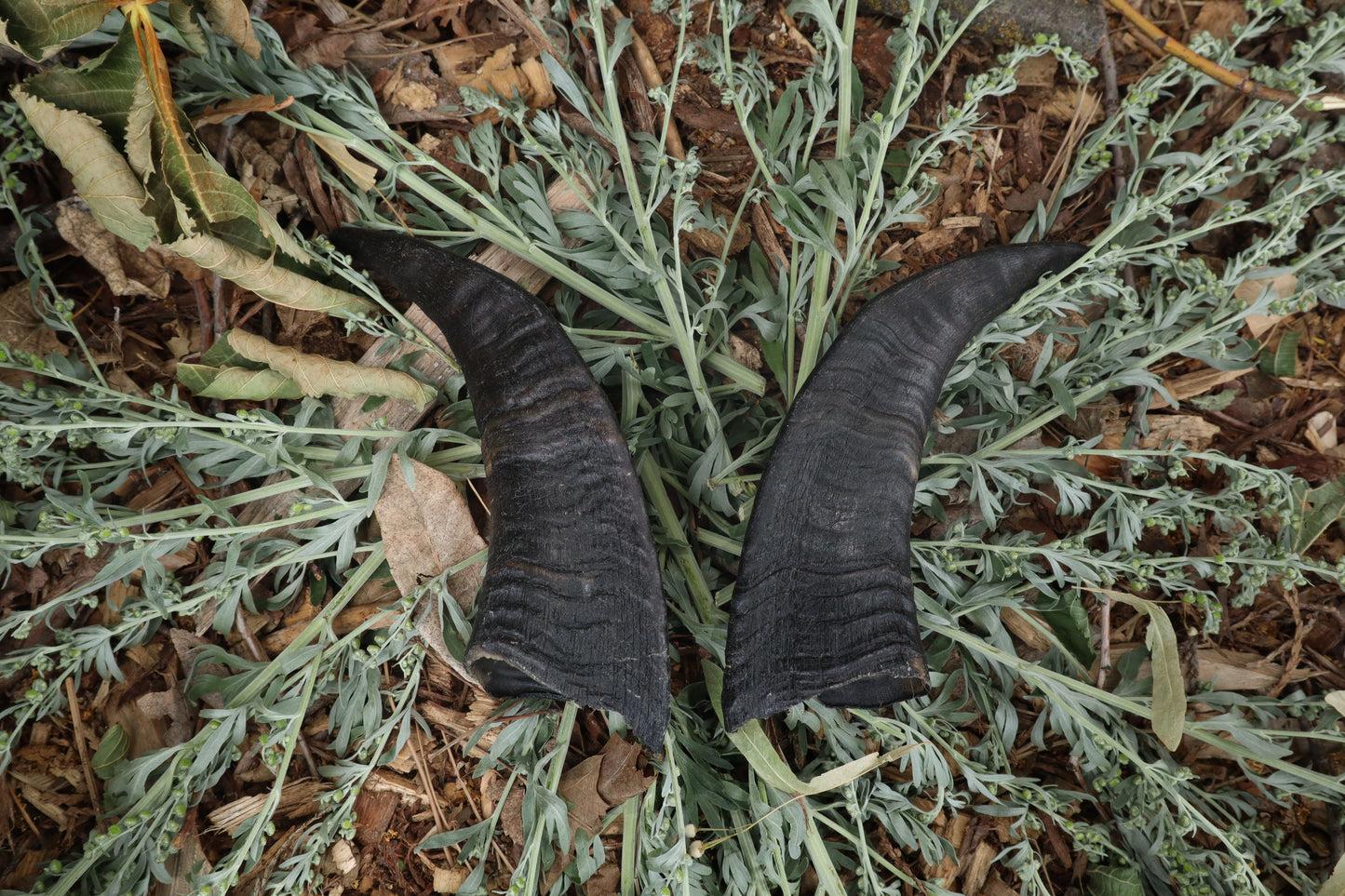 Goat Horns - Pair