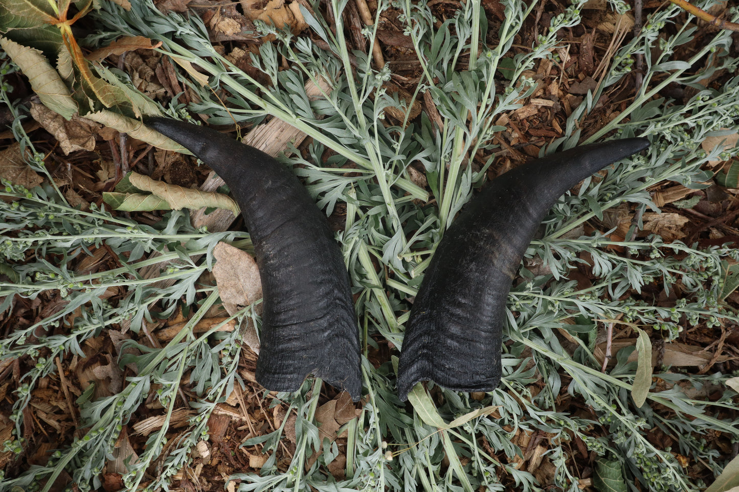 Goat Horns - Pair