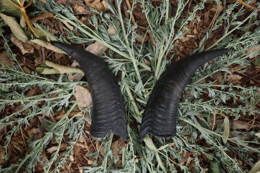 Goat Horns - Pair