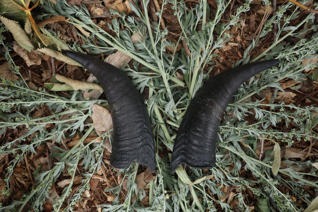 Goat Horns - Pair