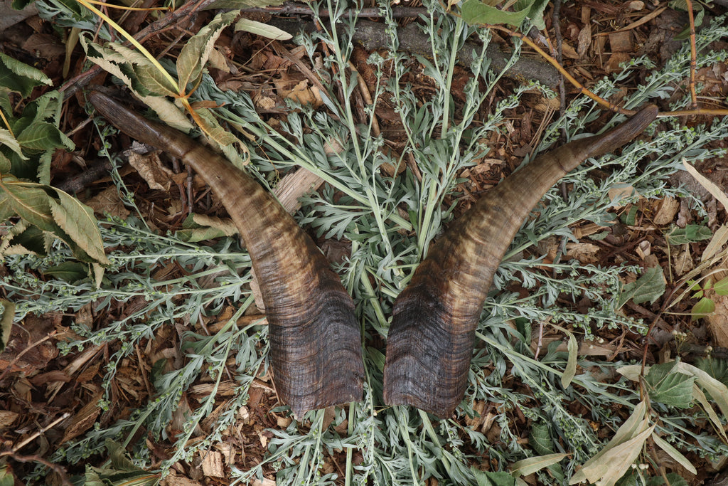 Goat Horns - Pair