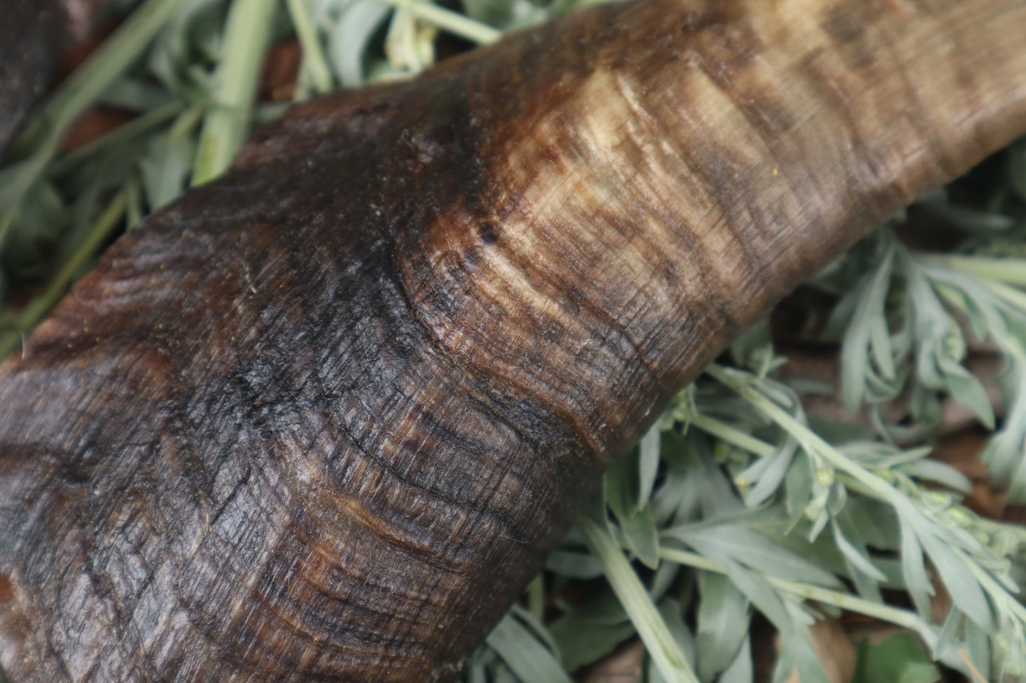 Goat Horns - Pair