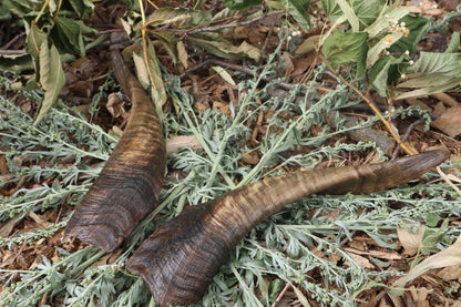Goat Horns - Pair