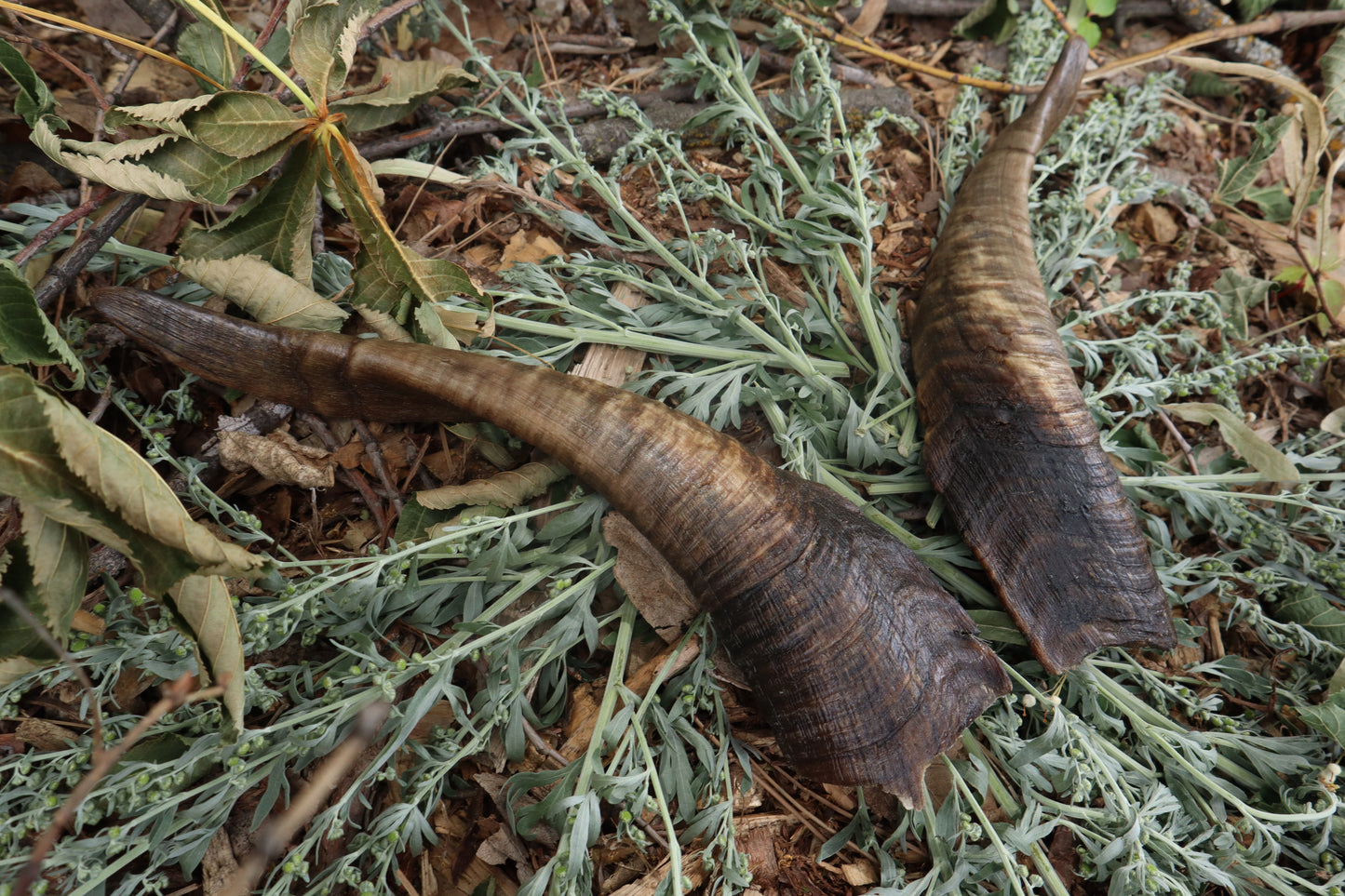 Goat Horns - Pair