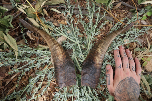 Goat Horns - Pair
