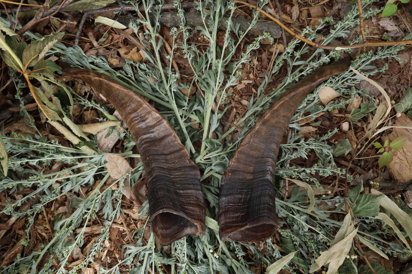 Goat Horns - Pair