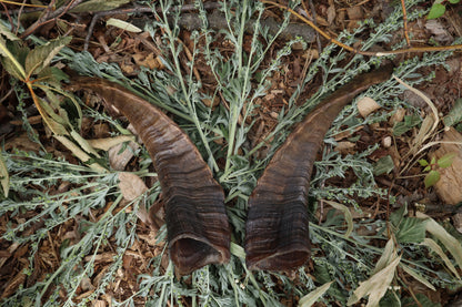 Goat Horns - Pair