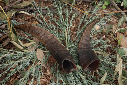 Goat Horns - Pair