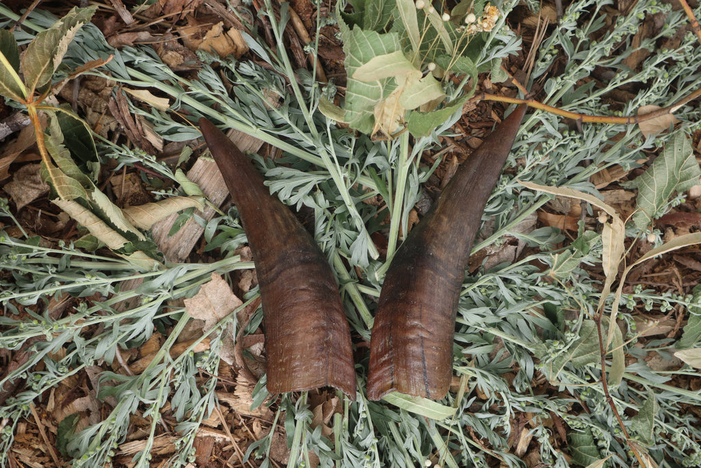 Goat Horns - Pair