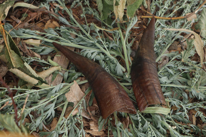 Goat Horns - Pair