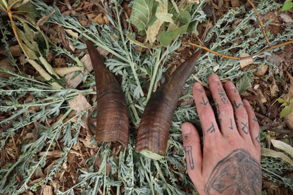 Goat Horns - Pair