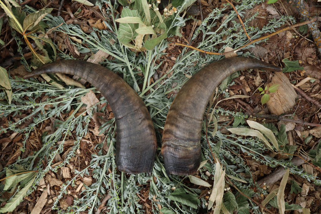 Goat Horns - Pair