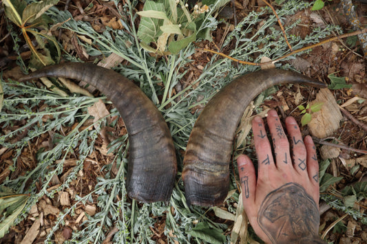 Goat Horns - Pair