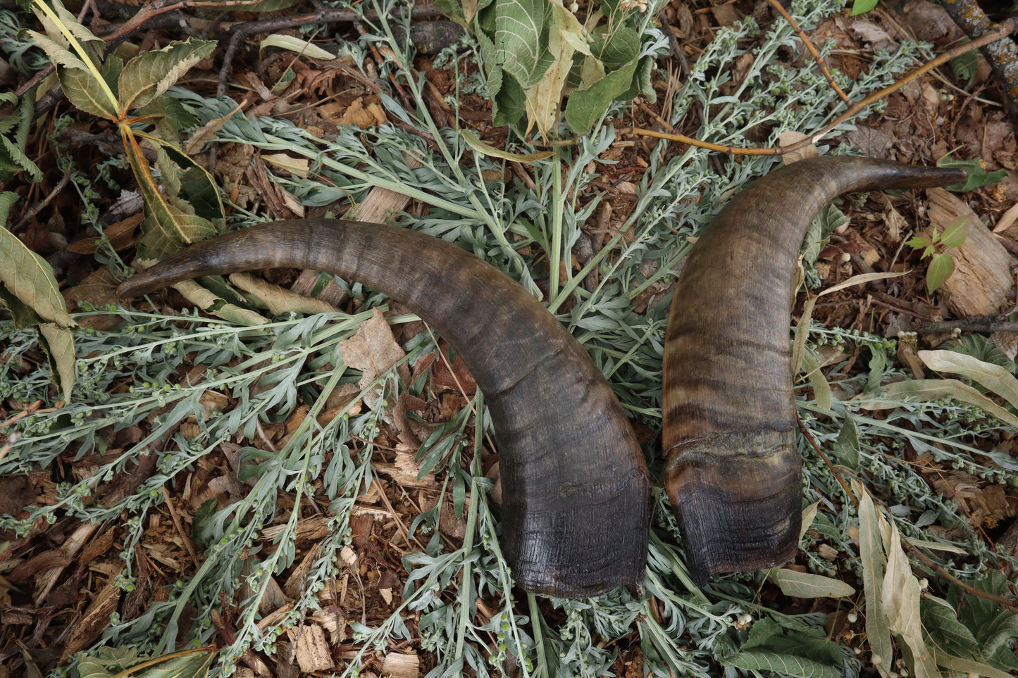 Goat Horns - Pair