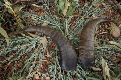 Goat Horns - Pair
