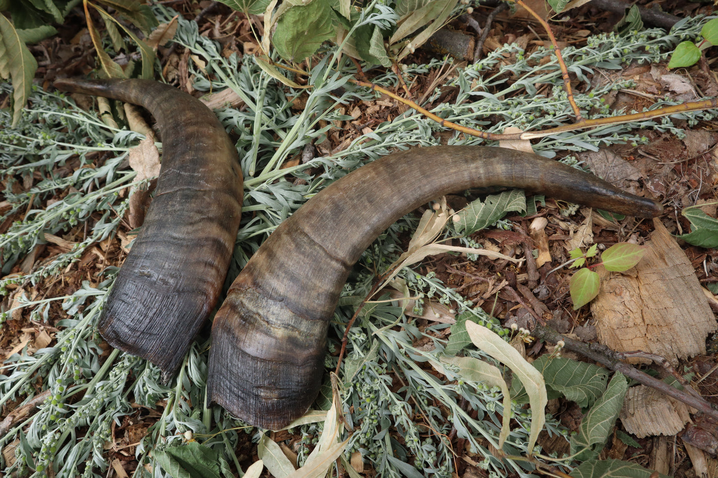 Goat Horns - Pair