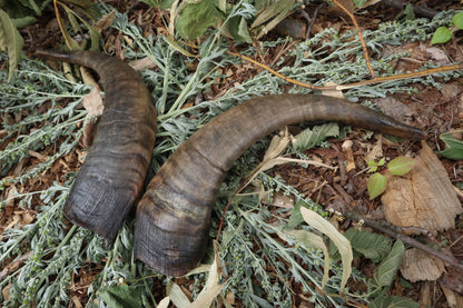 Goat Horns - Pair