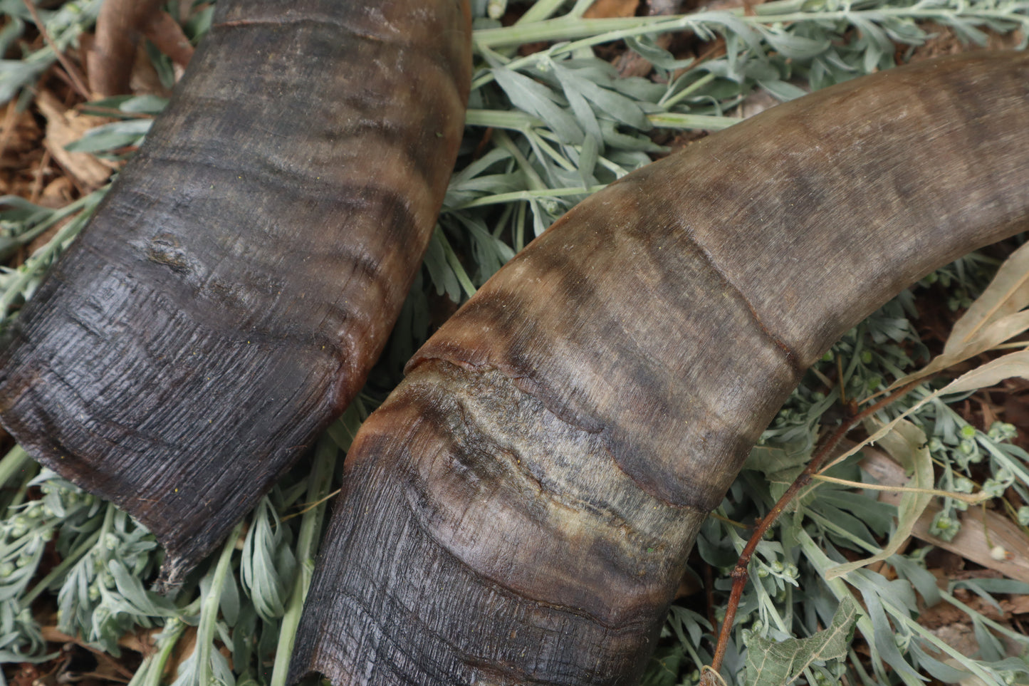 Goat Horns - Pair