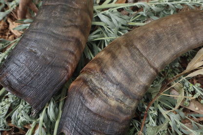 Goat Horns - Pair