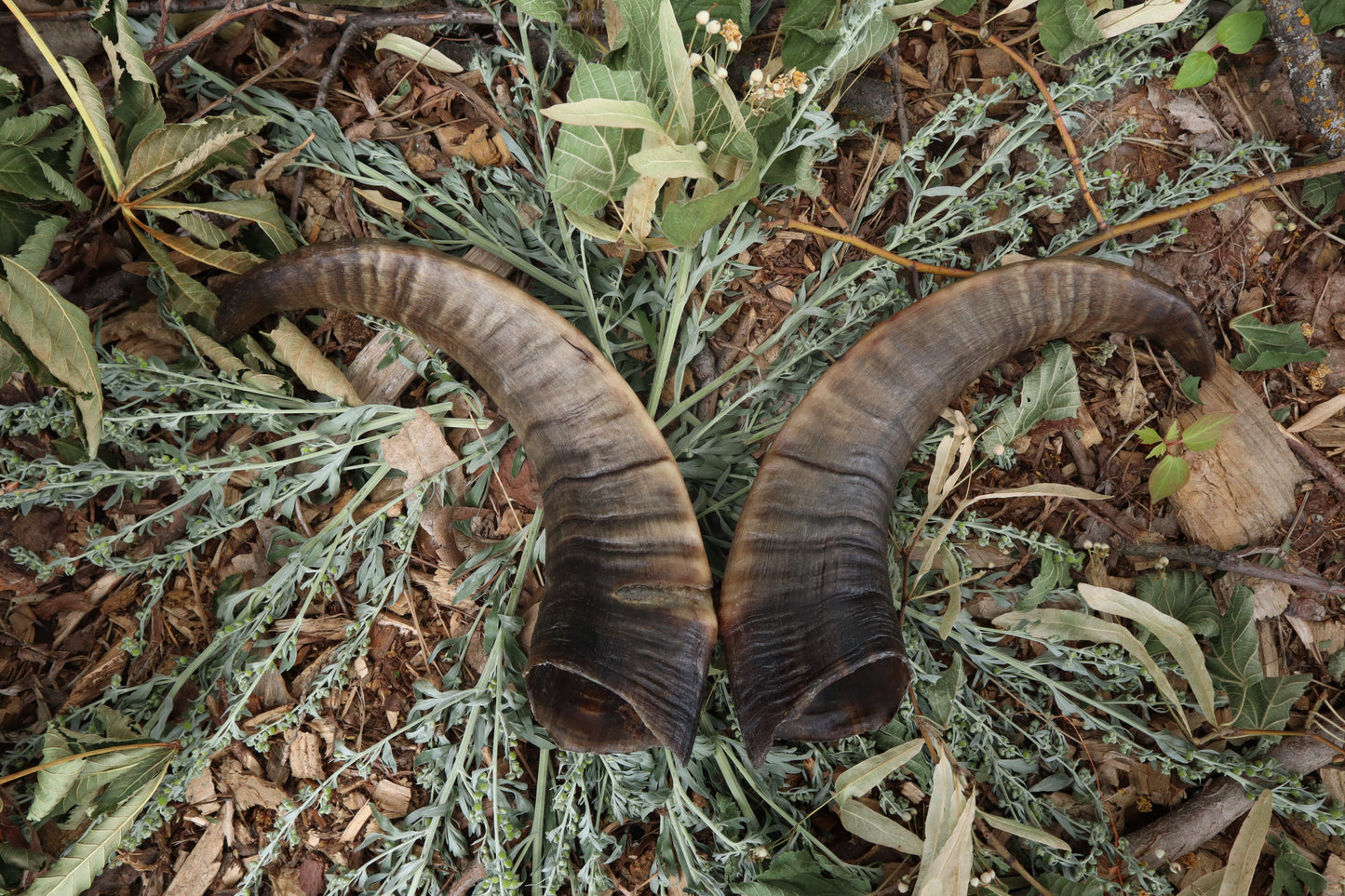 Goat Horns - Pair