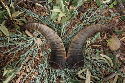 Goat Horns - Pair