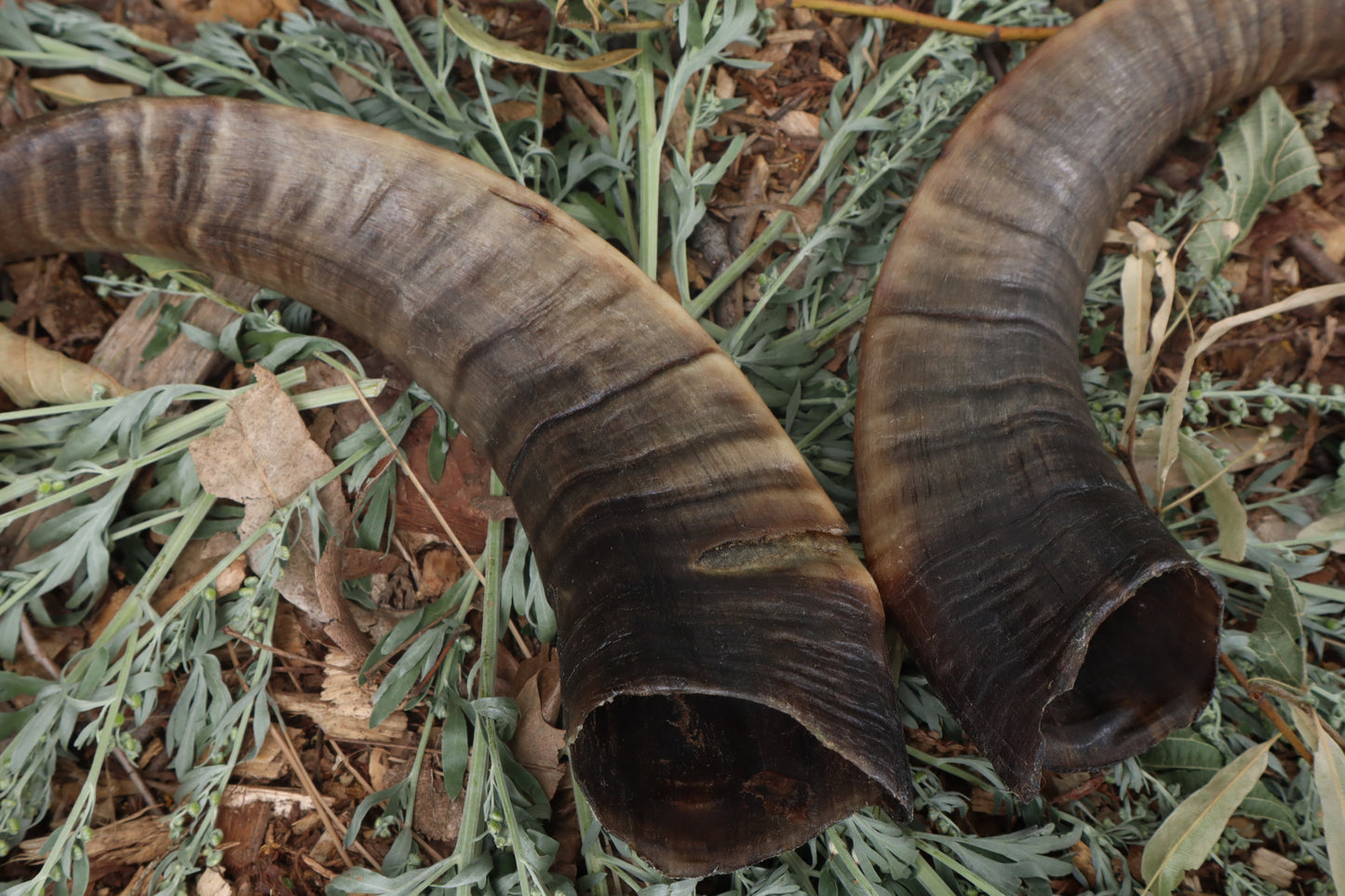 Goat Horns - Pair