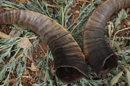 Goat Horns - Pair