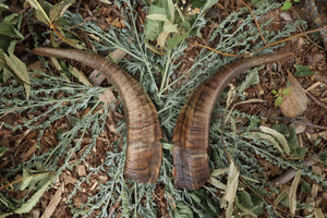 Goat Horns - Pair