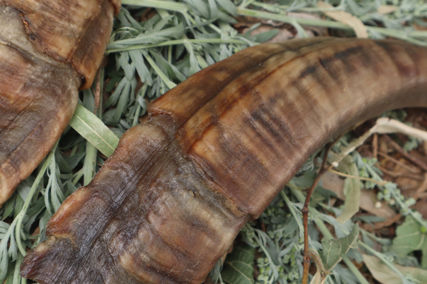 Goat Horns - Pair