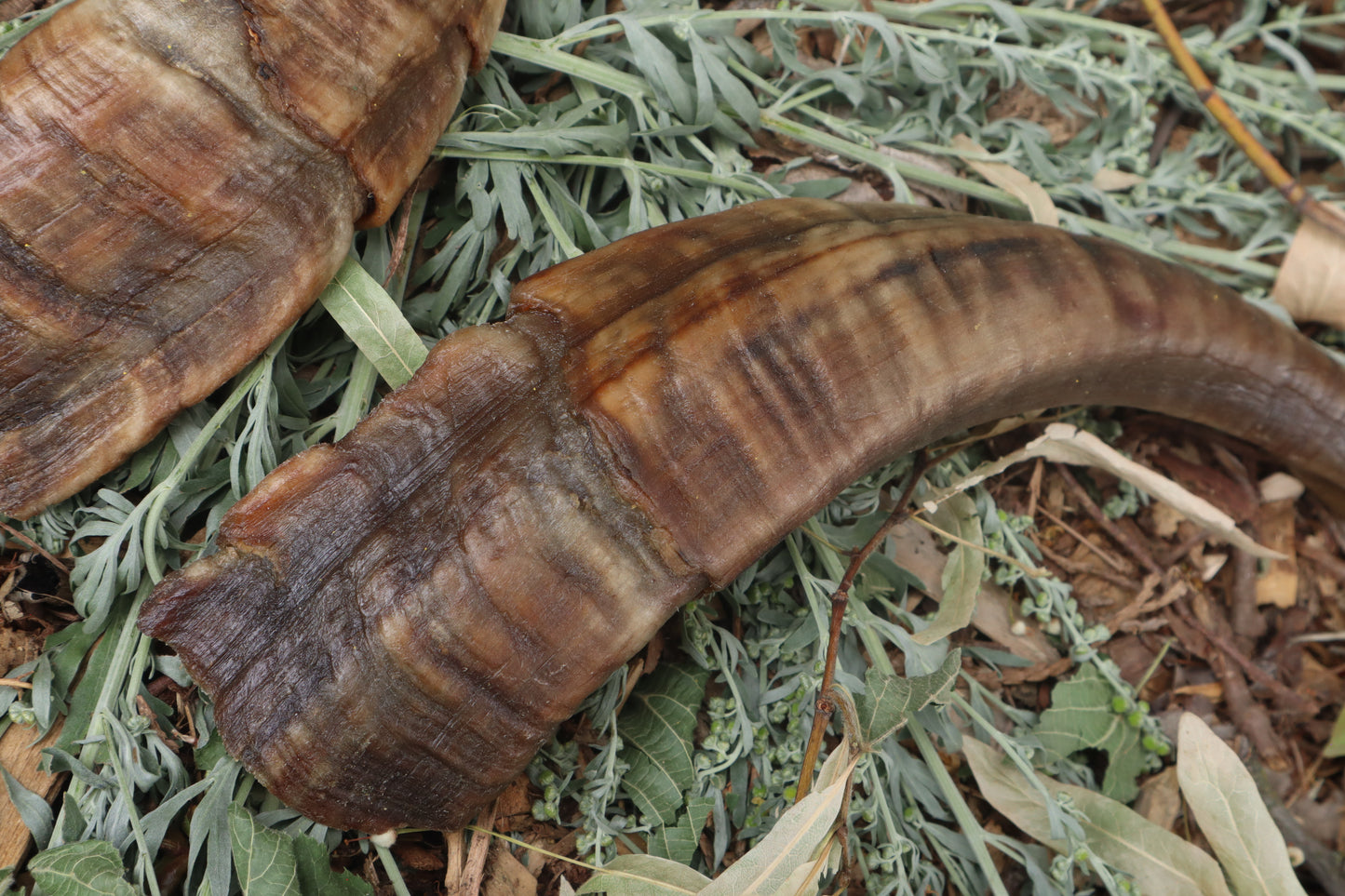 Goat Horns - Pair