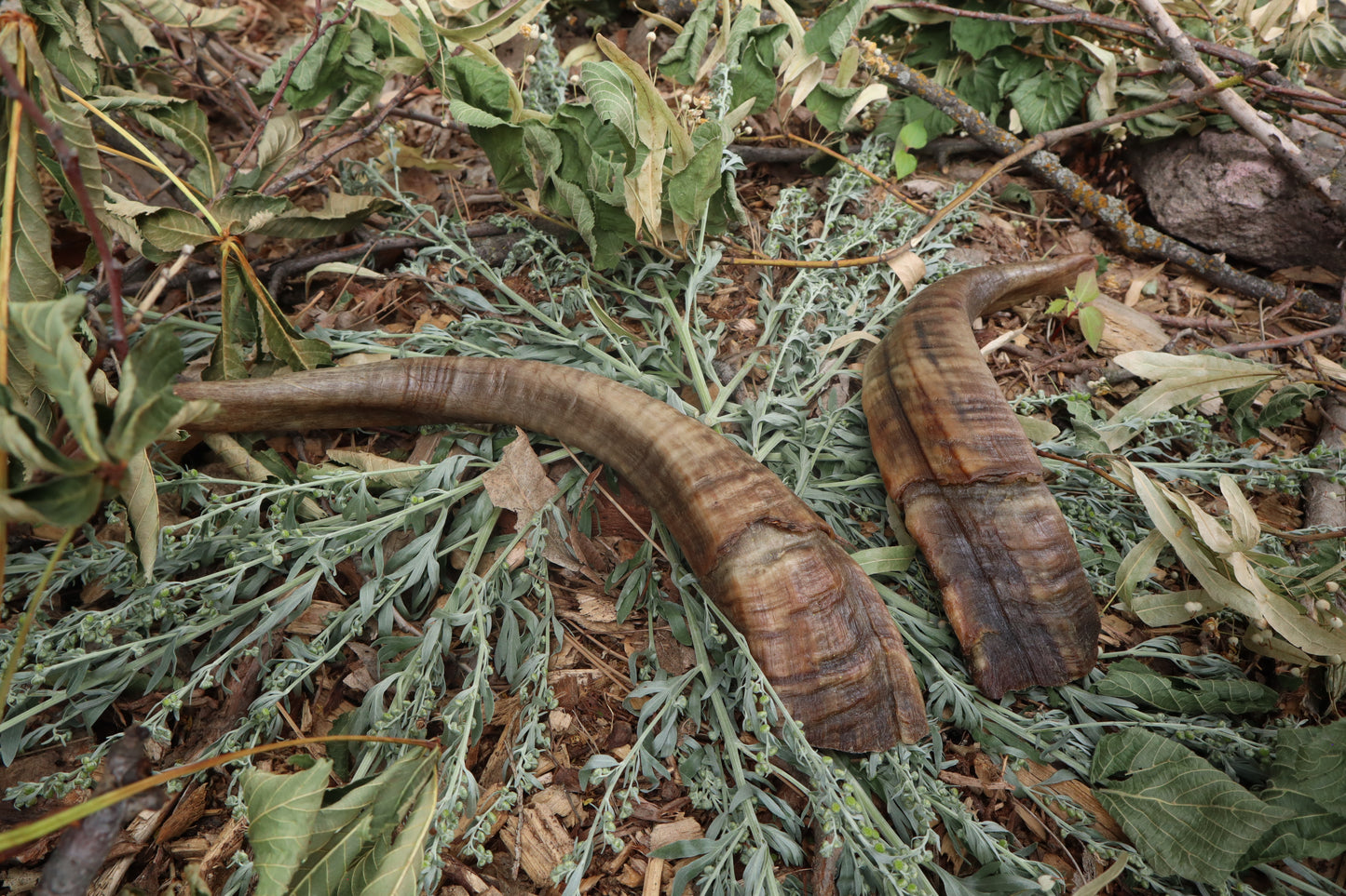 Goat Horns - Pair
