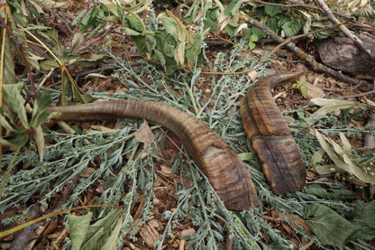 Goat Horns - Pair