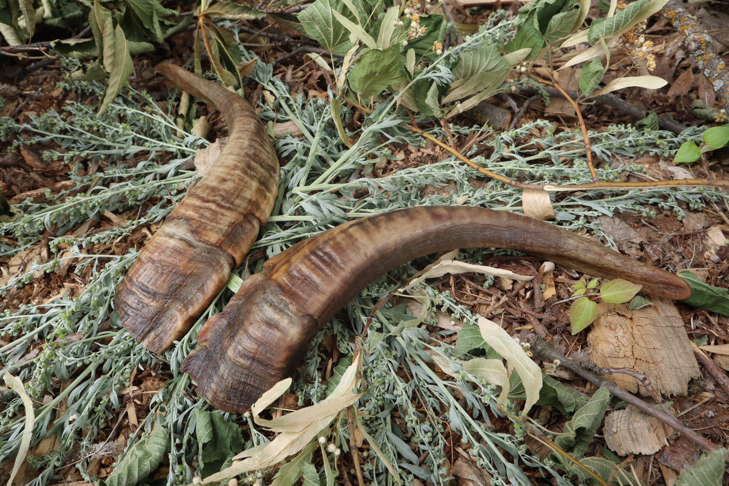 Goat Horns - Pair