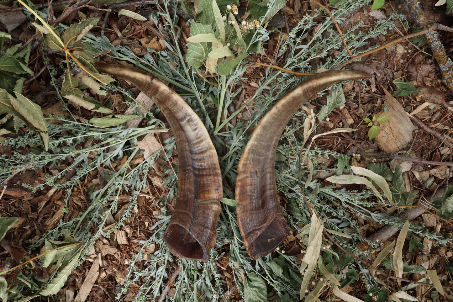 Goat Horns - Pair