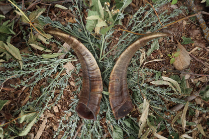 Goat Horns - Pair