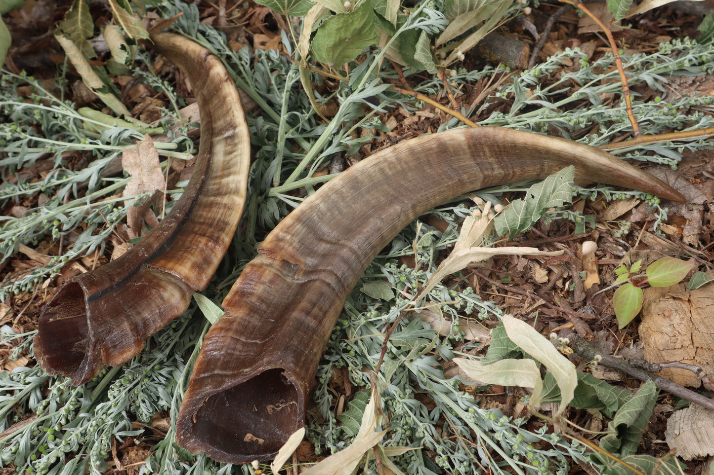 Goat Horns - Pair