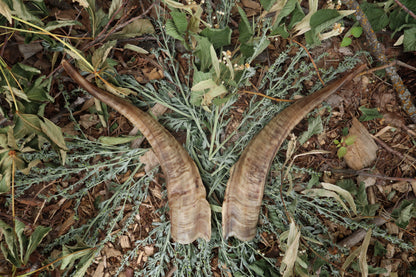 Goat Horns - Pair