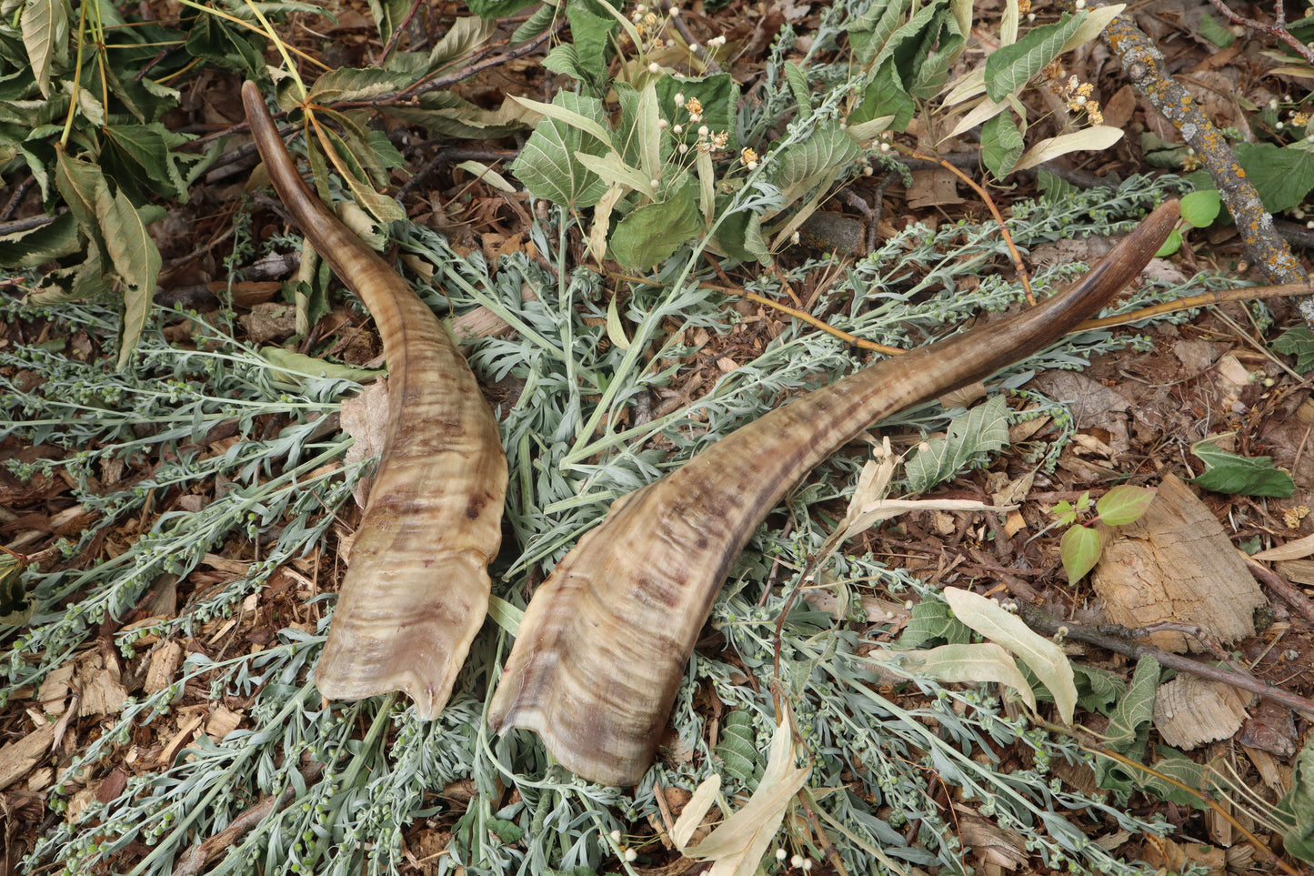 Goat Horns - Pair