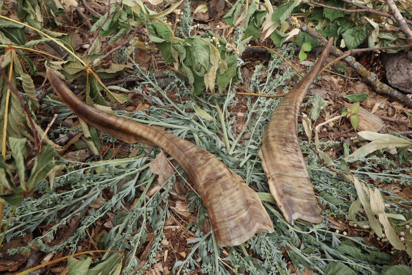 Goat Horns - Pair