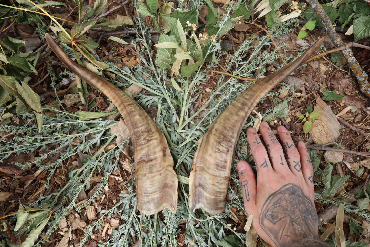 Goat Horns - Pair